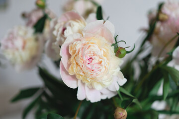 Bouquet white pink peonies flowers on a wooden background. Flat lay minimalist aesthetic peonies. Beautiful card for Mother's Day or Women's Day