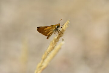Pequeña y hermosa mariposa dorada (thymelicus) sobre espiga con fondo difuminado (macro)