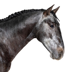 Obraz premium head shot of a profile Lusitano, Portuguese horse, isolated on white