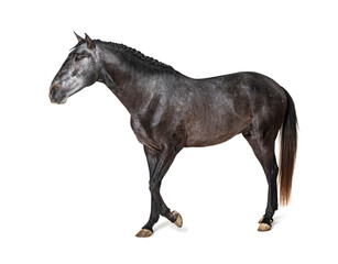 Fototapeta na wymiar Profile Lusitano walking, Portuguese horse, isolated on white