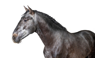 headn shot of a profile Lusitano, Portuguese horse, isolated on white