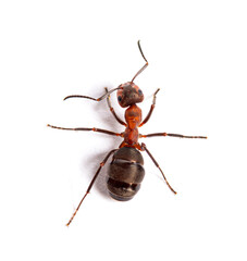 Red wood ant - Formica rufa or southern wood ant, isolated on white