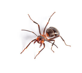 Red wood ant - Formica rufa or southern wood ant, isolated on white
