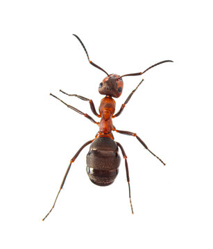 Red wood ant - Formica rufa or southern wood ant, isolated on white