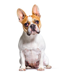 French bulldog looking at the camera, sitting, isolated on white