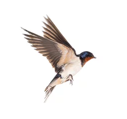Schilderijen op glas Barn Swallow Flying wings spread, bird, Hirundo rustica, flying against white background © Eric Isselée