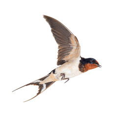 Barn Swallow Flying wings spread, bird, Hirundo rustica, flying against white background - obrazy, fototapety, plakaty