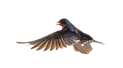 Poster Barn Swallow Flying wings spread, bird, Hirundo rustica, flying against white background © Eric Isselée