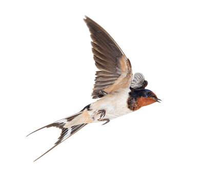 Barn Swallow, bird, Hirundo rustica, flying against white background