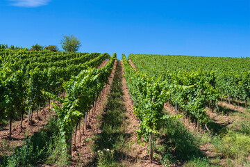 Fototapeta na wymiar View of a vineyard in Rheinhessen/Germany under a bright blue sky