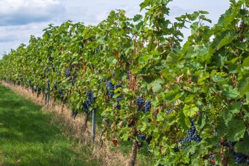 Fototapeta na wymiar View along a row of vines with juicy ripe blue grapes in Rhienhessen/Germany