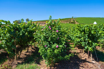 Fototapeta na wymiar View of a vineyard in Rheinhessen/Germany with a trulli in the background