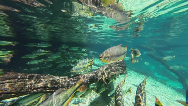 Fish in Transparent Water of Rio Da Prata, Brazil