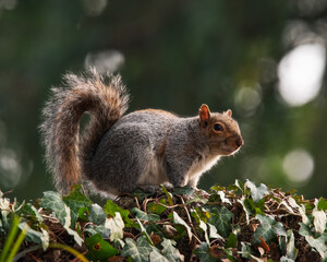 Scoiattolo Grigio Nordamericano