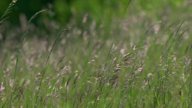 Splendor in the Grass on Wind - (4K)