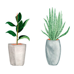 watercolor illustration flowers in large gray pots ficus and sansevieria on a white background hand drawn

