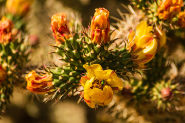 Agapostemon iridescent green sweat bee pollinating a yellow Eastern Prickly Pear flower.