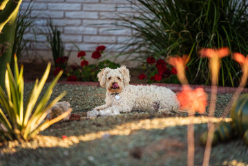 Cute poodle looking at the camera from the house front yard.