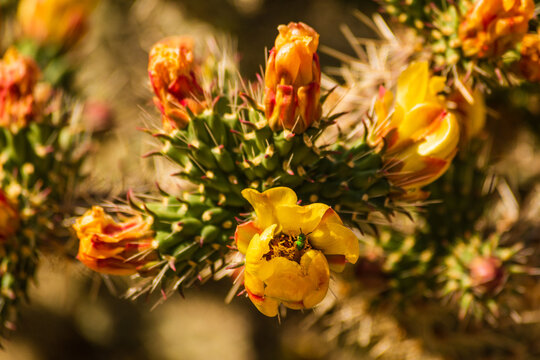 Agapostemon iridescent green sweat bee pollinating a yellow Eastern Prickly Pear flower.