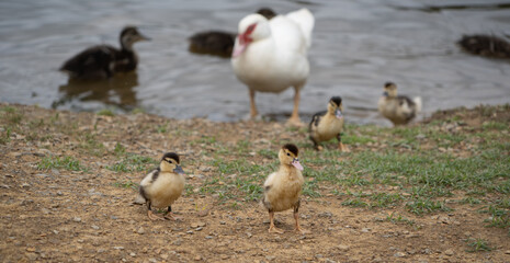 Ducks and Ducklings