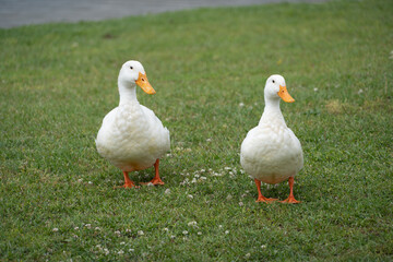 Obraz premium A pair of white Pekin Ducks