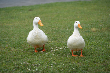A pair of white Pekin Ducks