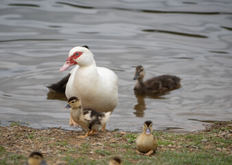 Muscovy Duck and Ducklings