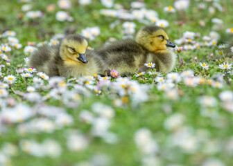Baby ducklings cute little birds sleeping on grass with daisy flowers