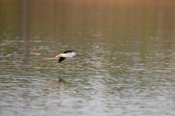 Black-winged stilt flying above a lake 