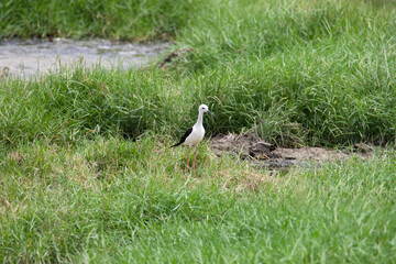 Black-winged stilt Standing on a grassland