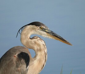 Great Blue Heron Elegance and Grace