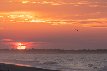 Shore bird flying over the waves at sunrise in Cape May , New Jersey coastline