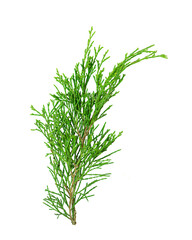 Coniferous branch isolated on white background.