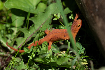 Red Spotted Newt on a tree fence line after a spring rain. From our yard in Windsor in Broome County in Upstate NY. Orange Newt with green moss and plants in the background.