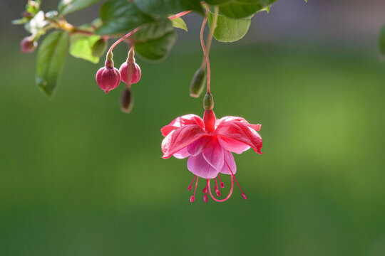 The blossoms of a hanging Fuchsia plant. Spring in Windsor in Upstate NY. Plant hanging on our porch.	