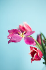 Fototapeta premium Closeup photography of bouquet of pink tulips on blue background.Copy space,selective focus,vertical banner.