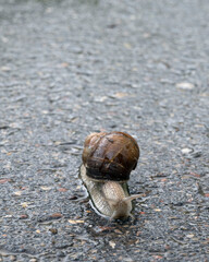 snail crawling on wet asphalt