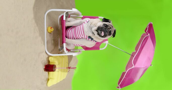 Cute pug dog laying down on the sand beach near the ocean on summer holiday, wearing sunglasses with cocktail. Green screen. Funny summertime beach vacation, travel concept 