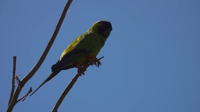 Nanday Parakeet Bird Aratinga Nenday Perched on Tree Branch