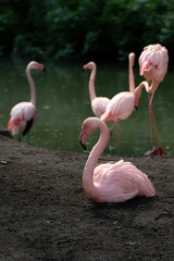 Beautiful flamingo in the Zoo. Closeup profile portrait of a pink flamingo. A group of flamingoes. Pink flamingos against green background. Phoenicopterus roseus, flamingo family.