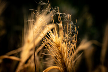 Close-up view of the golden spikelets. Wheat in the field in summer with sun shine. Faded wild grass.