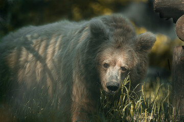 Big bear travel thru the grass and look for food. Cute closeup in zoo park.