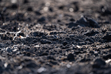 Sunny day. Freshly plowed black soil ready for spring planting.