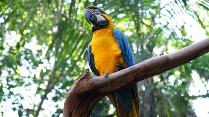 Blue and Yellow Macaw on a trunk