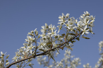 Amelanchier canadensis en fleurs