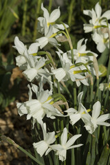 Narcisse trompette Mount Hood