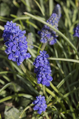 Muscari