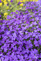 Obraz premium Aubrieta royal blue