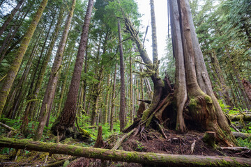 Fototapeta premium Forest on Vancouver island