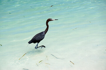 tri colored heron in the tropical sea